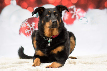 Weihnachtlicher Hund