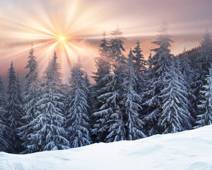 frosty sunrise in Carpathians