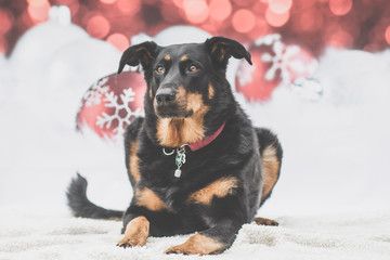 Weihnachtlicher Hund