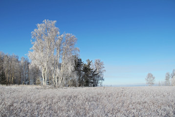 Winter landscape with frozen trees and blue sky.