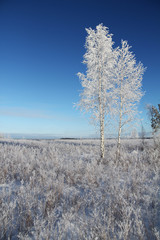 One frozen birch tree on winter field and blue sky.
