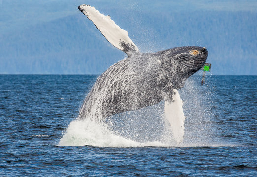 Jumping humpback whale. Chatham Strait area. Alaska. USA. An excellent illustration.