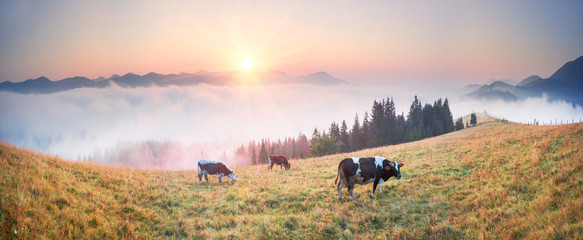Fototapeta premium Morning in the Carpathian top