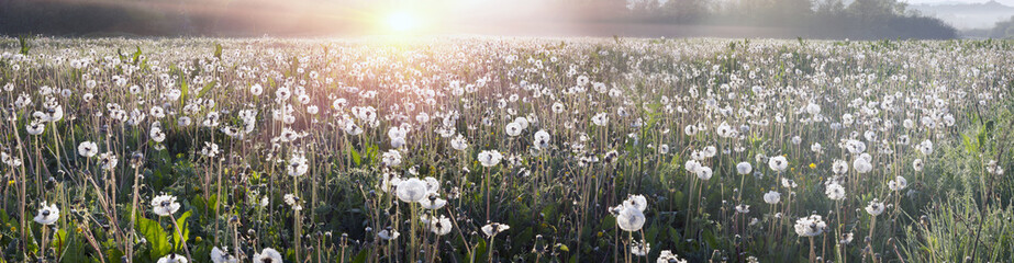 Obraz premium Dandelions at sunrise