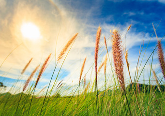 flowers of grass