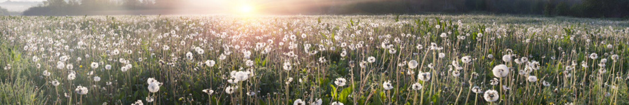 Fototapeta Dandelions at sunrise