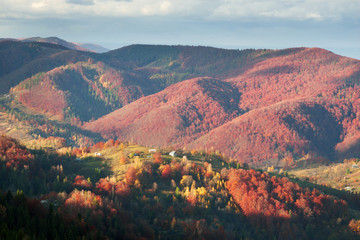 Golden Forest Ridge Sokilsky