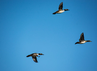 Birds in flight.  3 Hooded Mergansers flying through blue skies. 