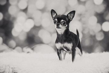 Weihnachtlicher Hund