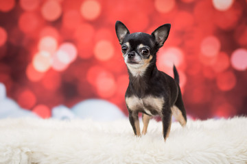 Weihnachtlicher Hund