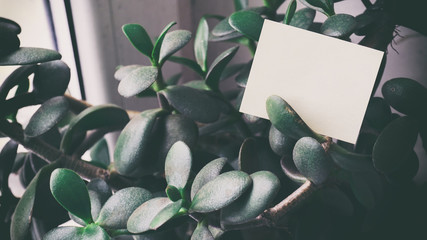 Room money tree, words on paper sticker