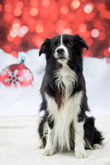 Weihnachtlicher Hund