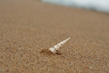 A sea shell stick into the sand with the ocean in the background