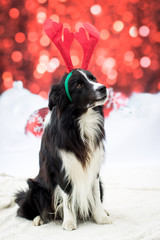 Fototapeta premium Weihnachtlicher Hund