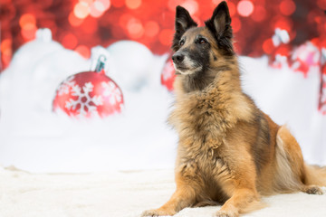 Weihnachtlicher Hund