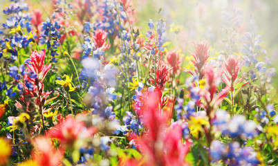 Blumenwiese
