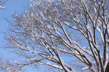 Snowy wood branches in sunny morning