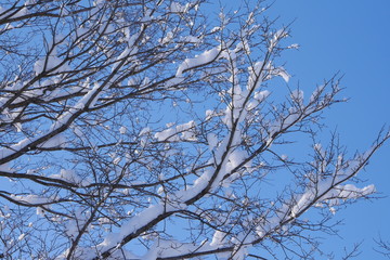 Snowy wood branches in sunny morning