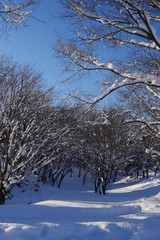 Fototapeta premium Snowy wood branches in sunny morning