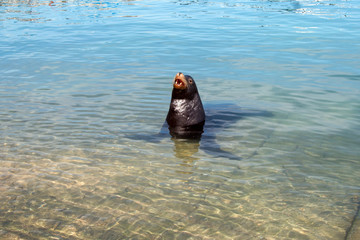 California Sea Lion in marina in Cabo San Lucas  Mexico BCS