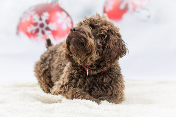 Weihnachtlicher Hund