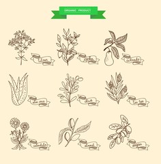 Fototapeta premium Vector illustration of a plant - aloe vera, tutsan, lavender, jojoba, almond, olive, klendula, tea tree, argan, cocoa, avocado, Ylang-Ylang, clove. plants collection.