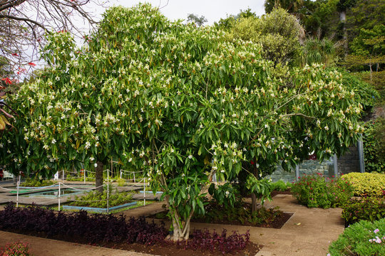 Indisches Lungenkraut (Justicia adhatoda)
