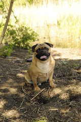 Fototapeta premium dali the pug posing