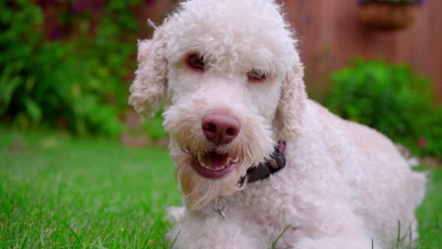 White dog looking at camera. Close up of dog face on green grass. Cute animal resting outdoor. White labradoodle. Lovely pet relaxing. White dog portrait on grass. Labradoodle puppy on lawn