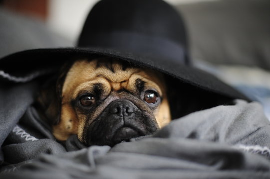 Pug Wearing Hat