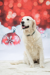 Weihnachtlicher Hund