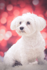 Weihnachtlicher Hund