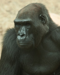 Gorilla facing sideways