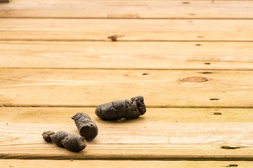 Dog poop on outside decking