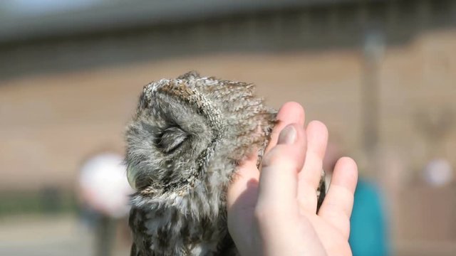 Man stoking the feathers of owl outdoors. Close-up