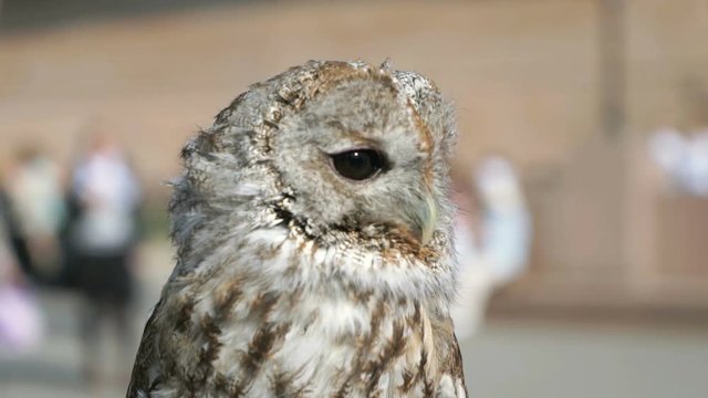 Attractive tamed owl in the city in the park outdoors. Close-up