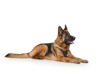 Young Fluffy German Shepherd Dog lying against white background. Two Years Old Pet.