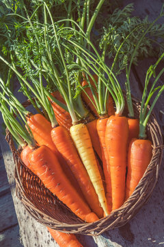 Freshly picked carrots in a basket in a carrot field on a farm on a sunny day. Coloring and processing photo with soft focus in instagram style.