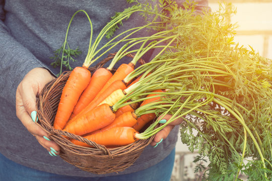 Woman holding a basket of freshly picked carrots in a carrot field on a farm on a sunny day. Coloring and processing photo with soft focus in instagram style.