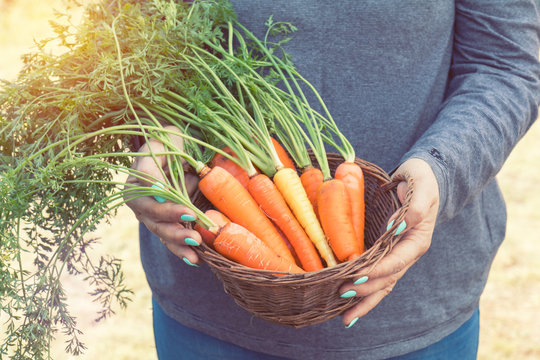 Woman holding a basket of freshly picked carrots in a carrot field on a farm on a sunny day. Coloring and processing photo with soft focus in instagram style.