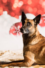 Weihnachtlicher Hund