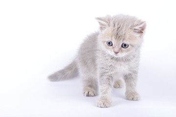 British breed kitten on a white background