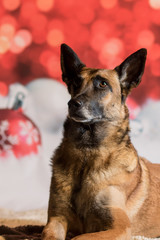 Weihnachtlicher Hund