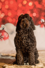 Weihnachtlicher Hund