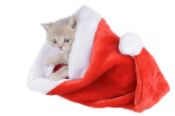 Obraz na płótnie Canvas British cat in a red Santa's cap on a white background