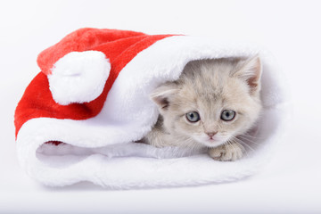 British cat in a red Santa's cap on a white background