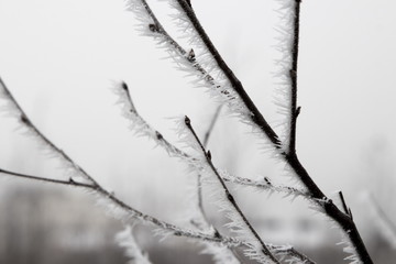Branches covered with snow