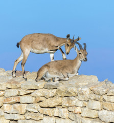 Two young caress nubian ibex ( Capra nubiana ) in Mizpe Ramon - Israel