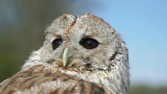 Attractive tamed owl in the city in the park outdoors. Close-up