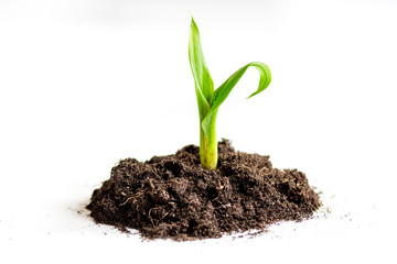 Concept birth of idea- sprout from soil on white background